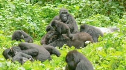 Uganda Primate Safari chimpanzee